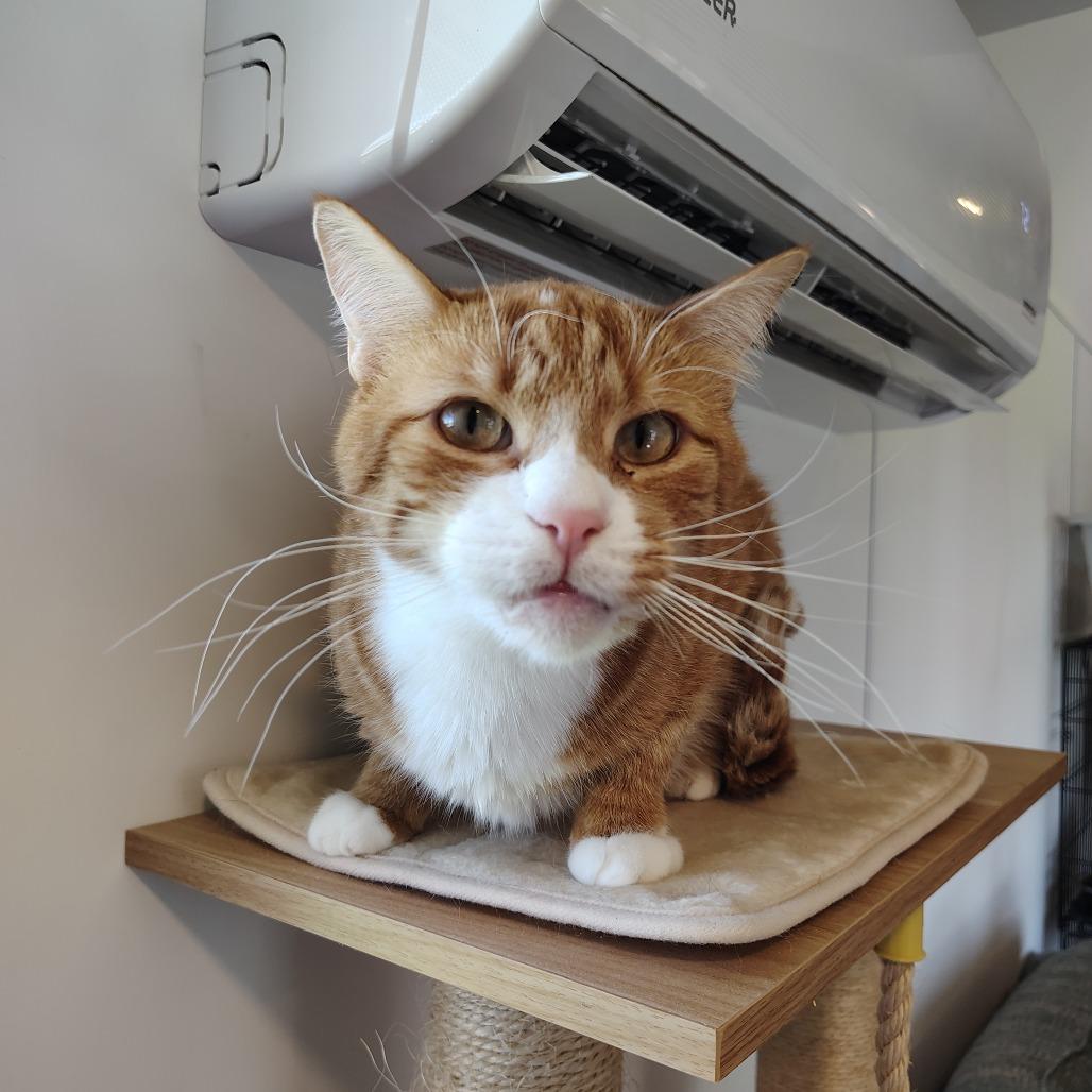 Simba 