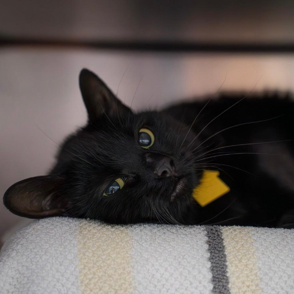 Binx-$199