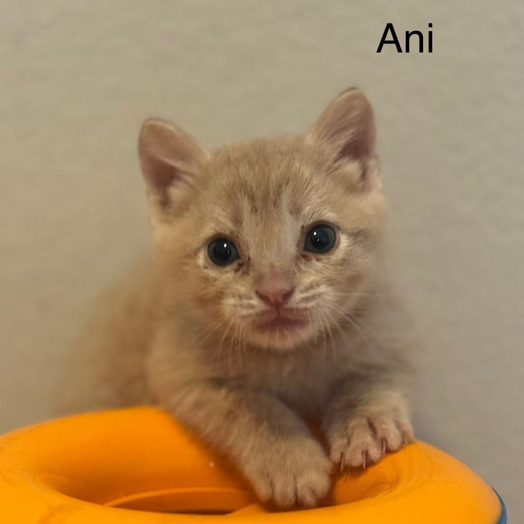 Ani
