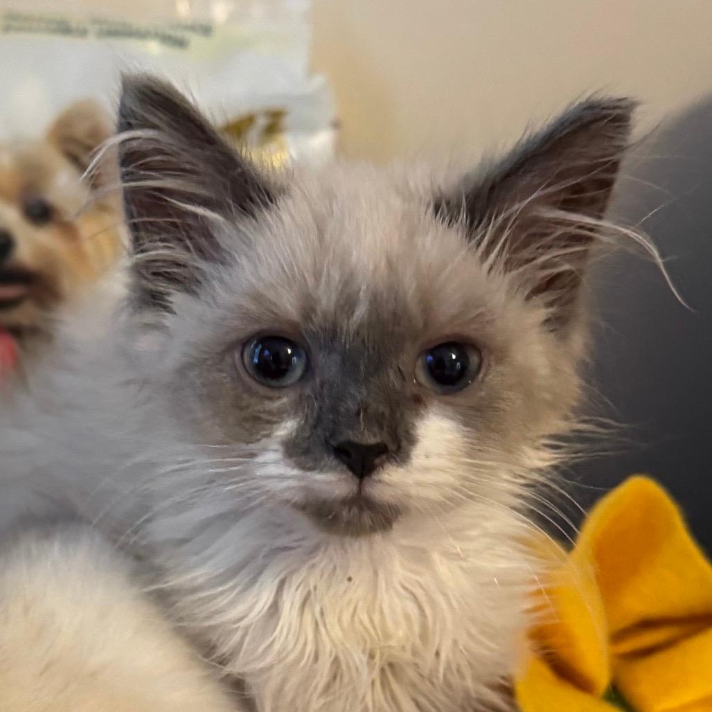 Albert