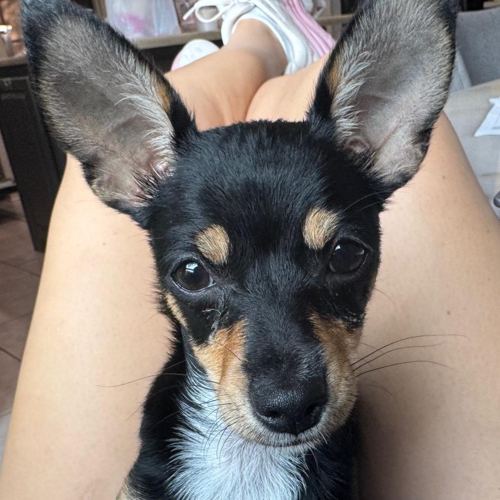 Pixie 