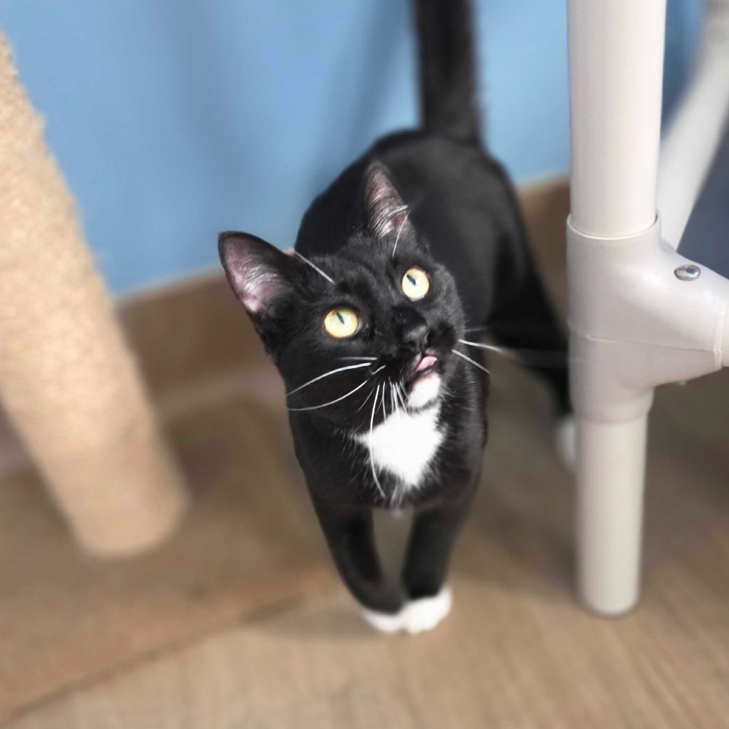 Maya