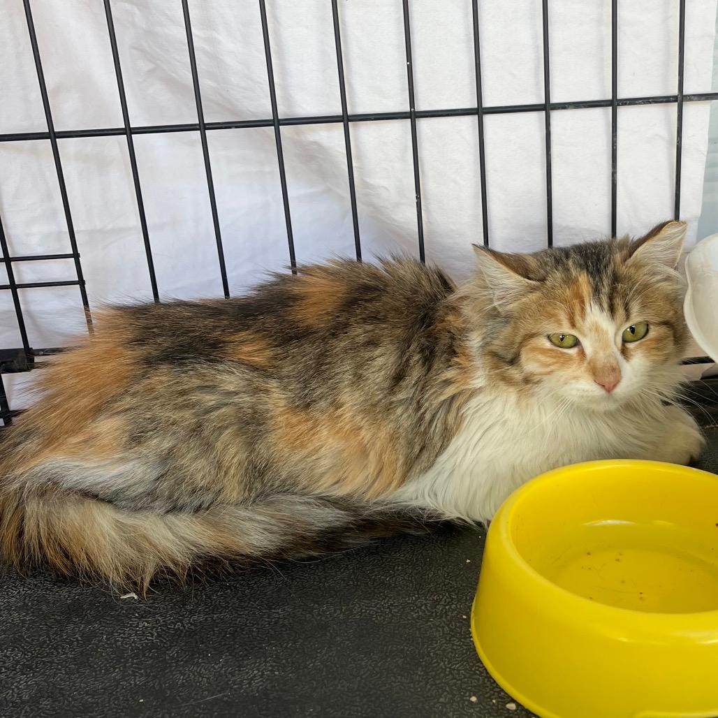Penny (Feral)