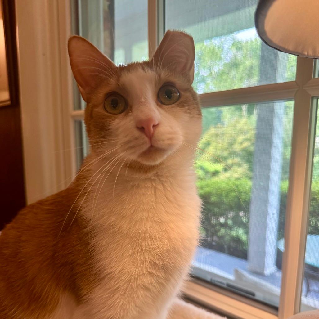 Monty Jack