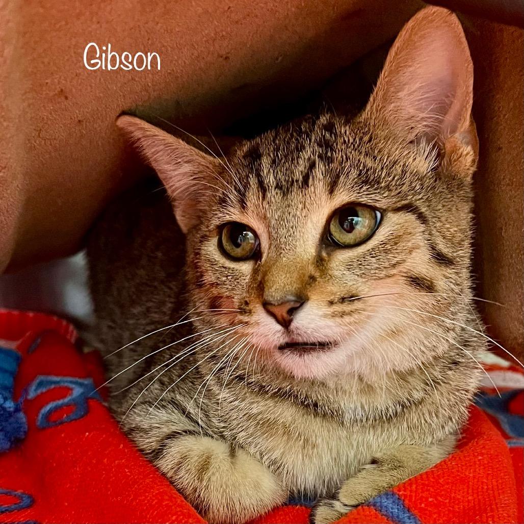 Gibson