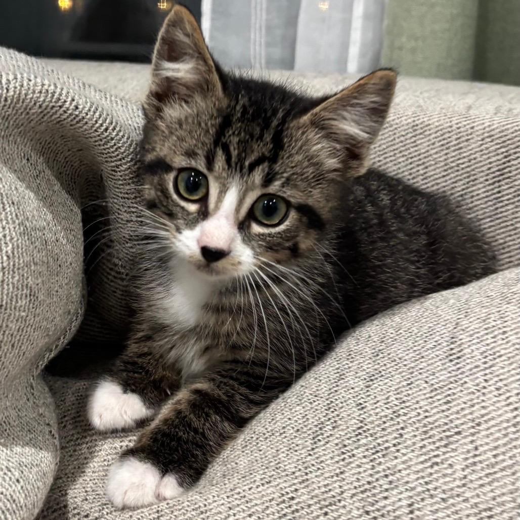 Purrcival