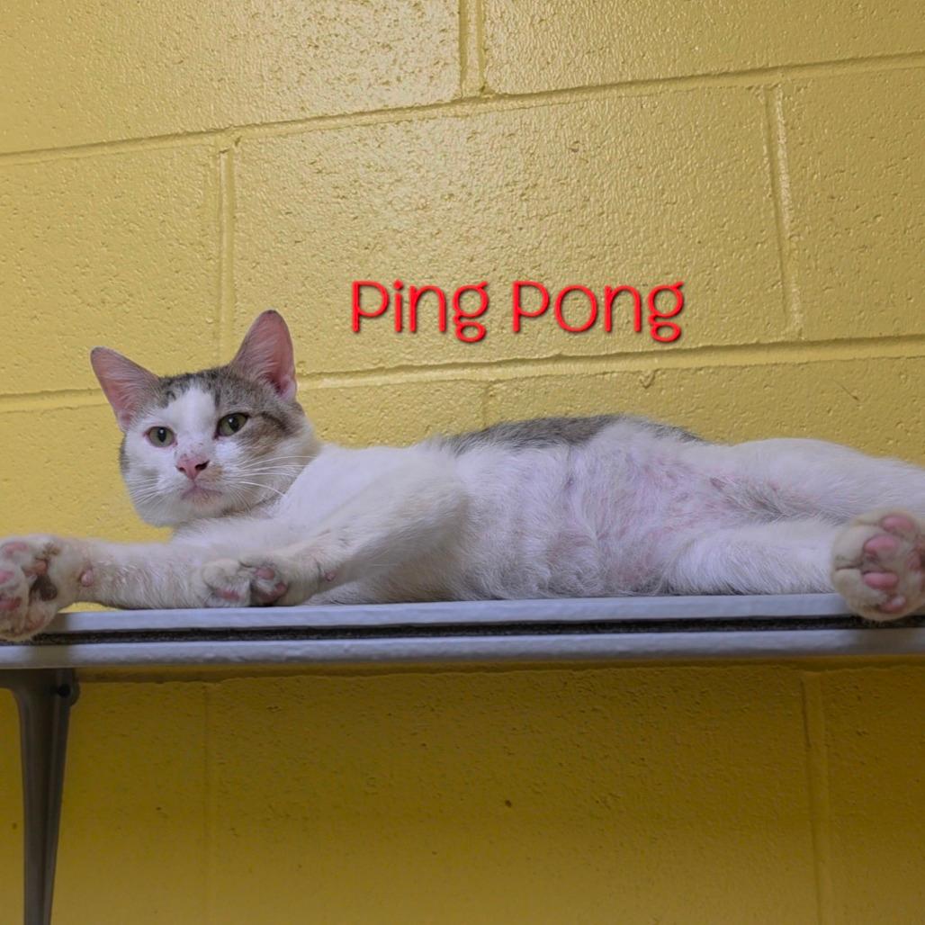 Ping Pong