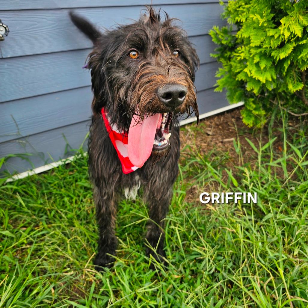 Griffin