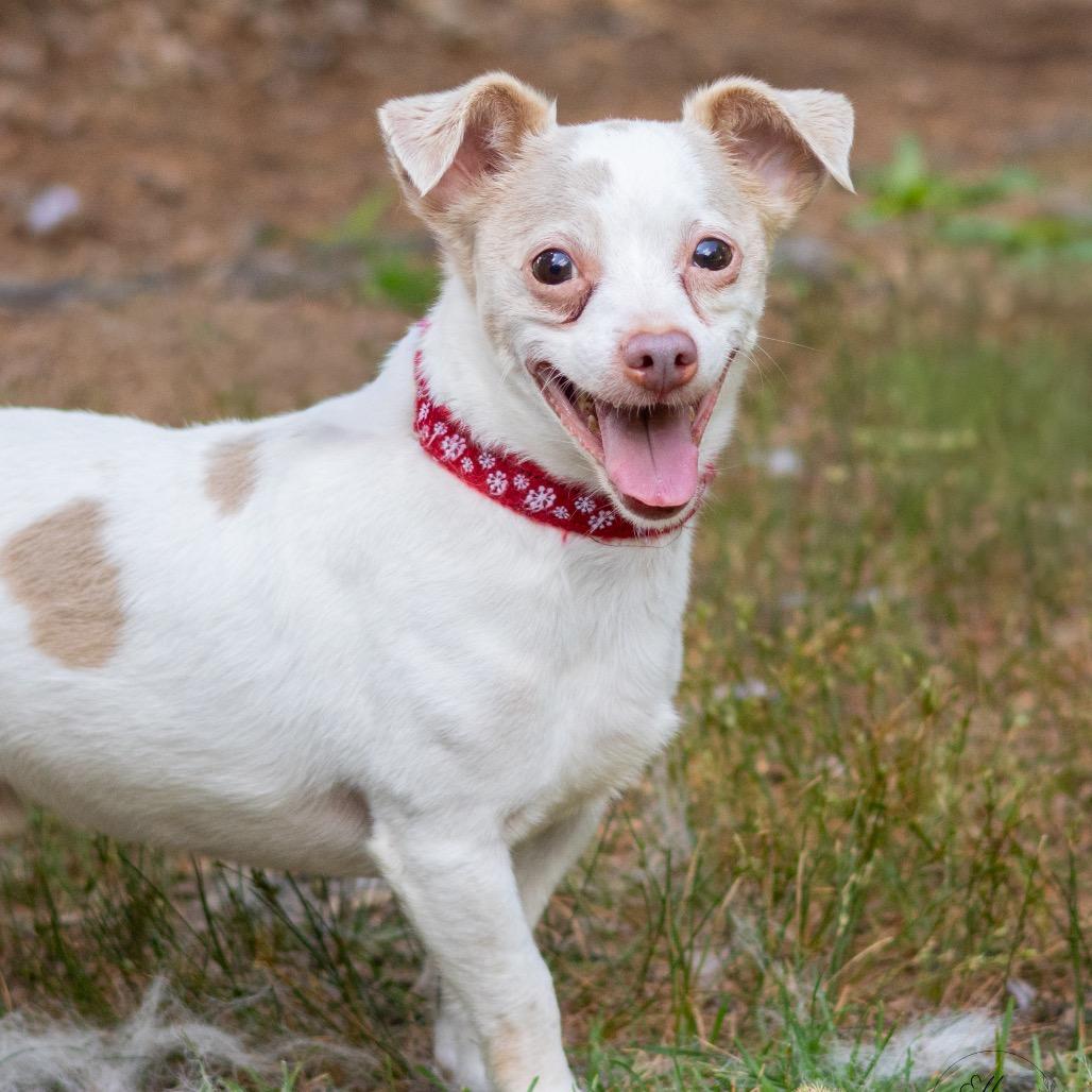 Coconut (Bonded with Cookie)