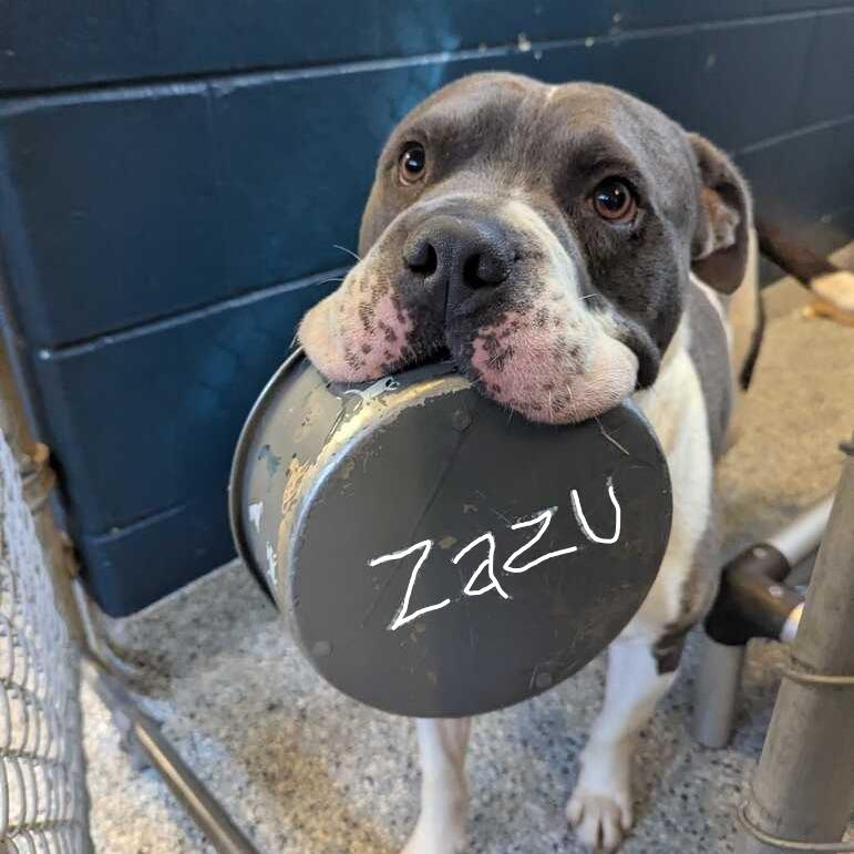 Zazu