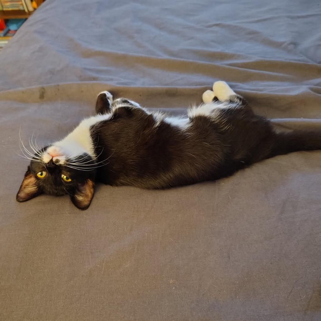 Mittens