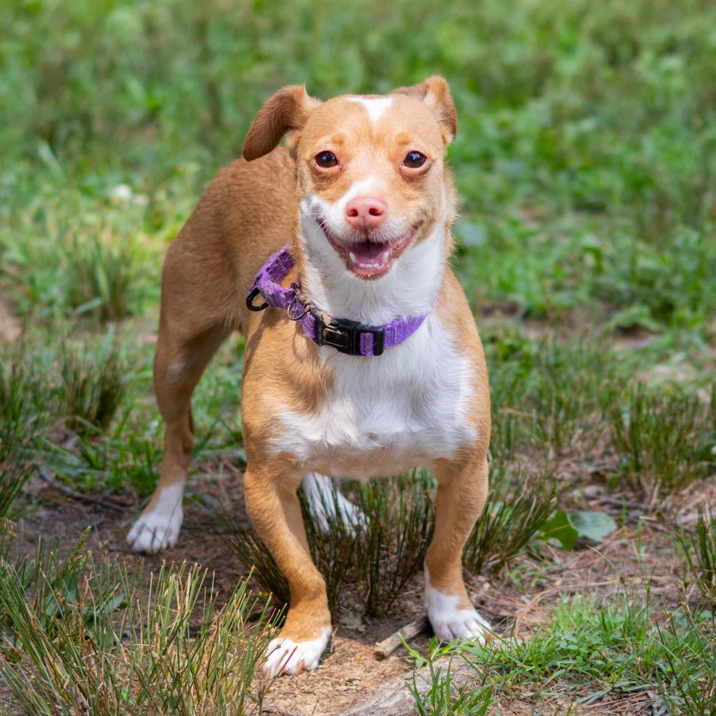 Cookie (Bonded with Coconut)