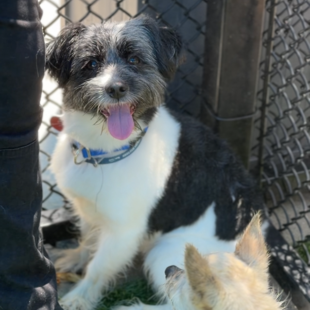 Cookie A2281140
