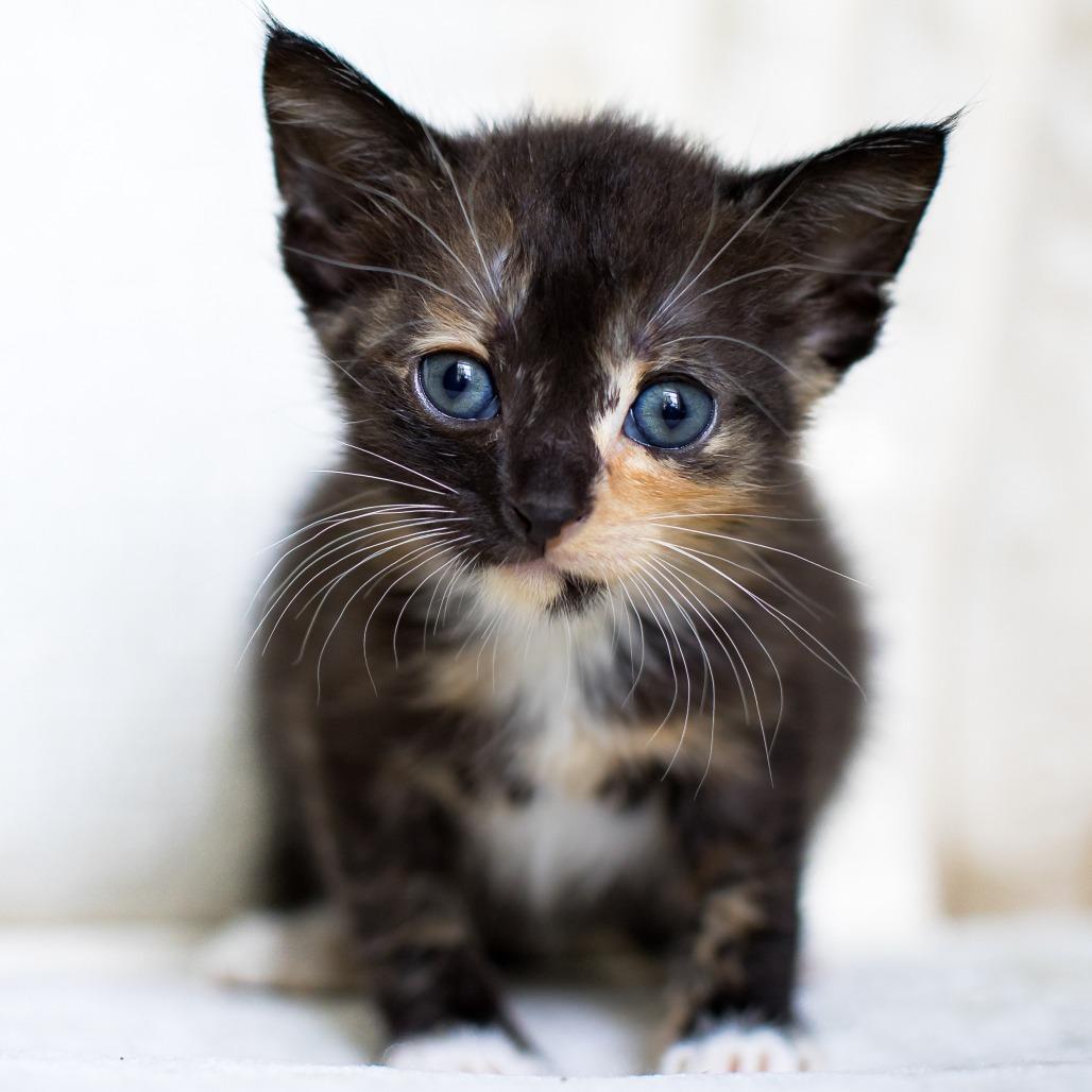 Chocolate Chip