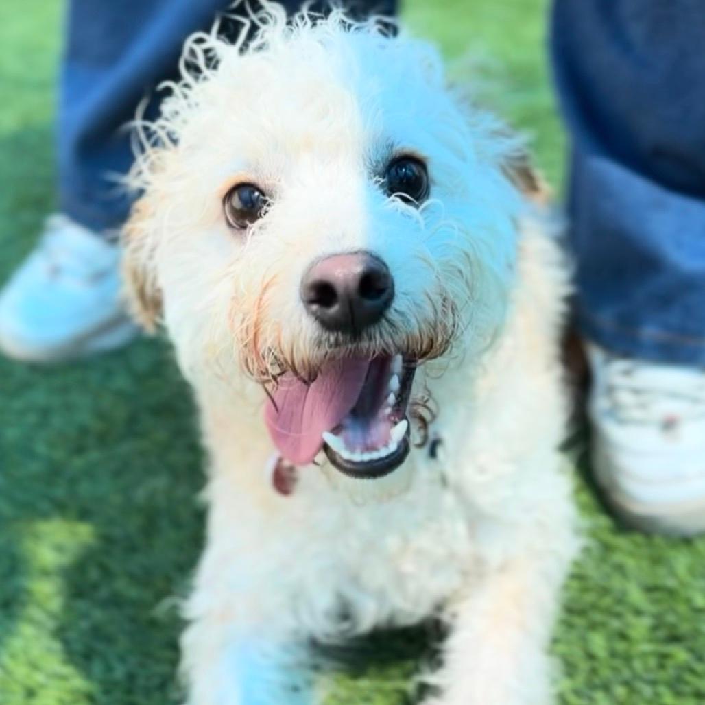 Canelo A2277400