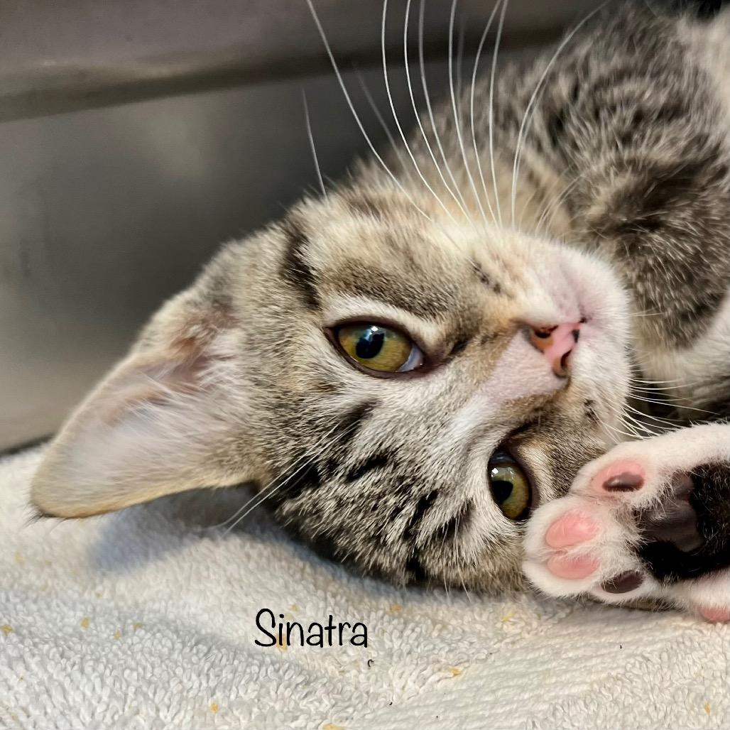 Sinatra