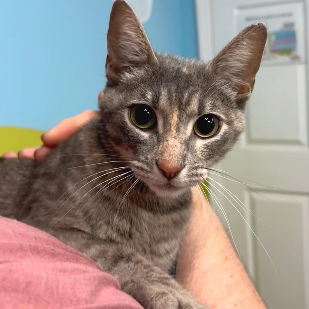 Huckleberry - Petsmart Belleville