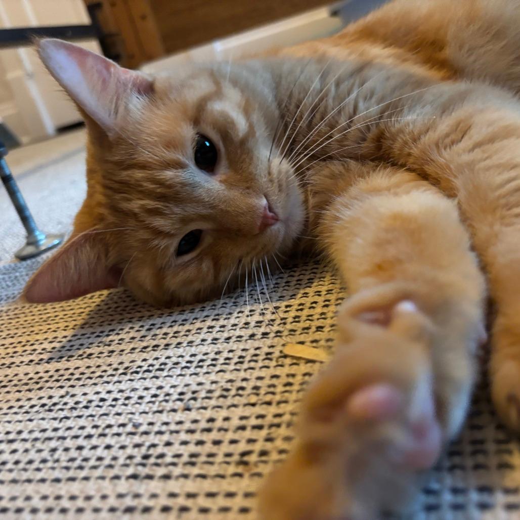 Mozzarella