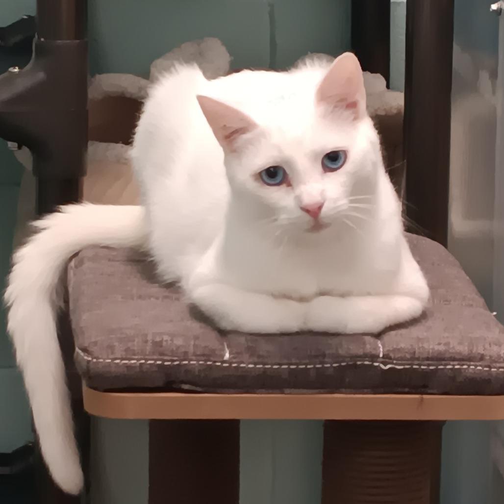 Kitty Pawdust