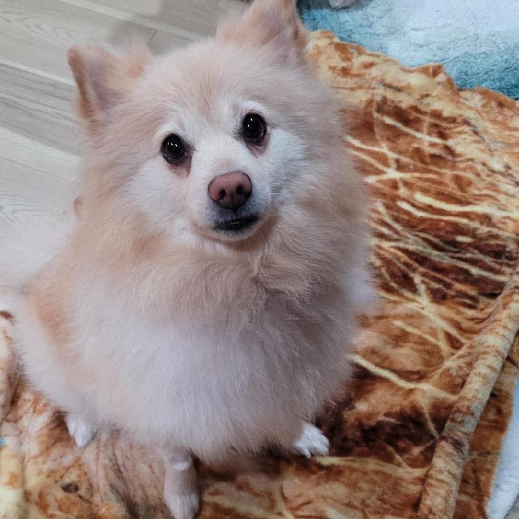 Lexi