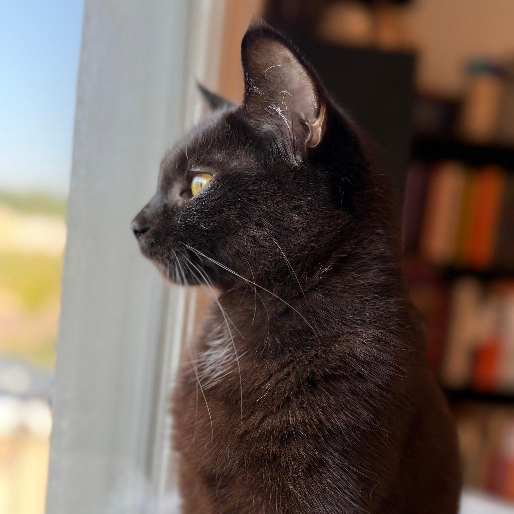 Mavis