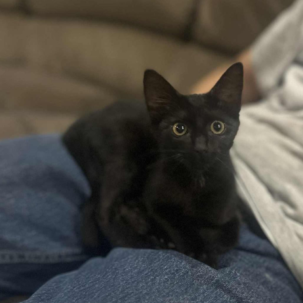 Elvira
