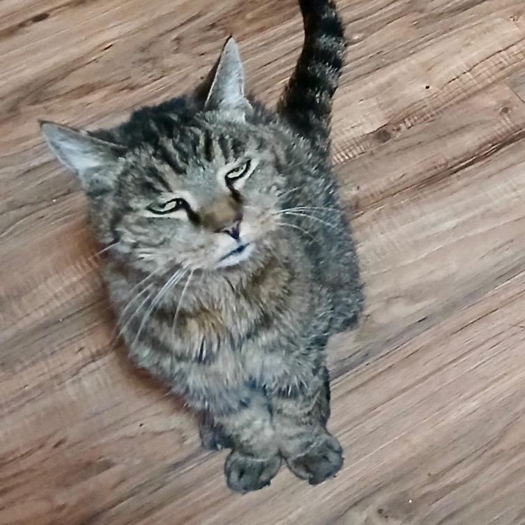 Adopt a Maine Coon Cat: Ultimate Guide to Loving Giant Cats