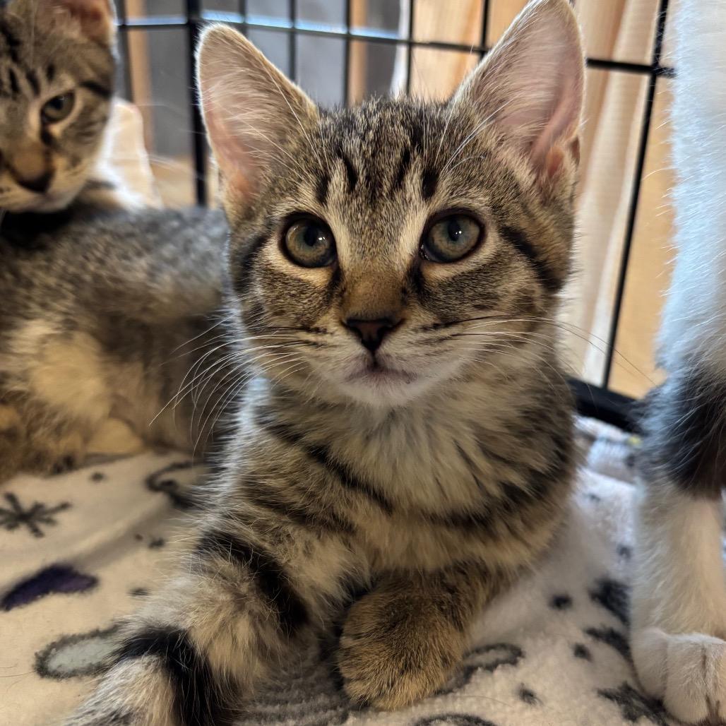 Margarita - Bonded to Baby Sinead