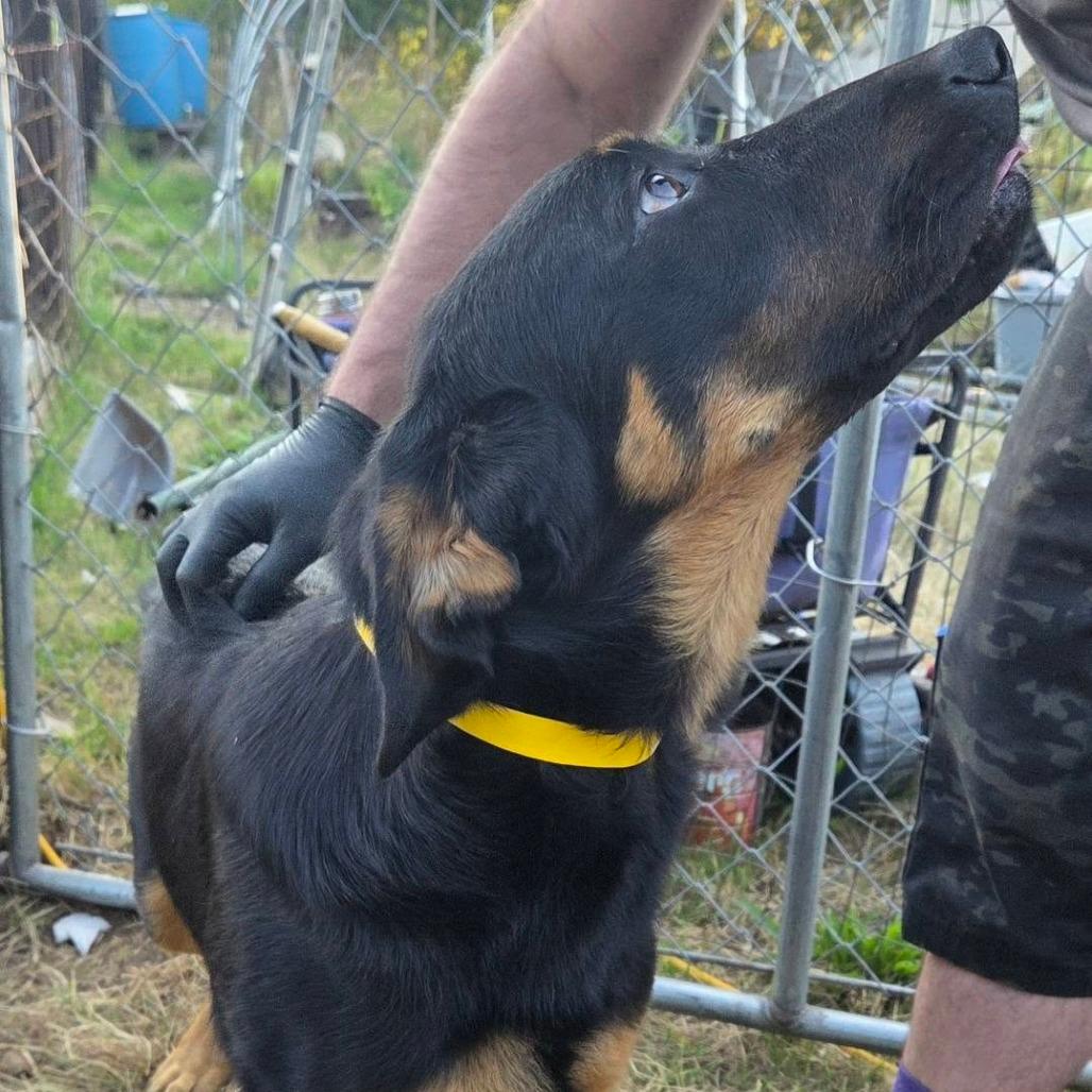 Yellow (name coming)