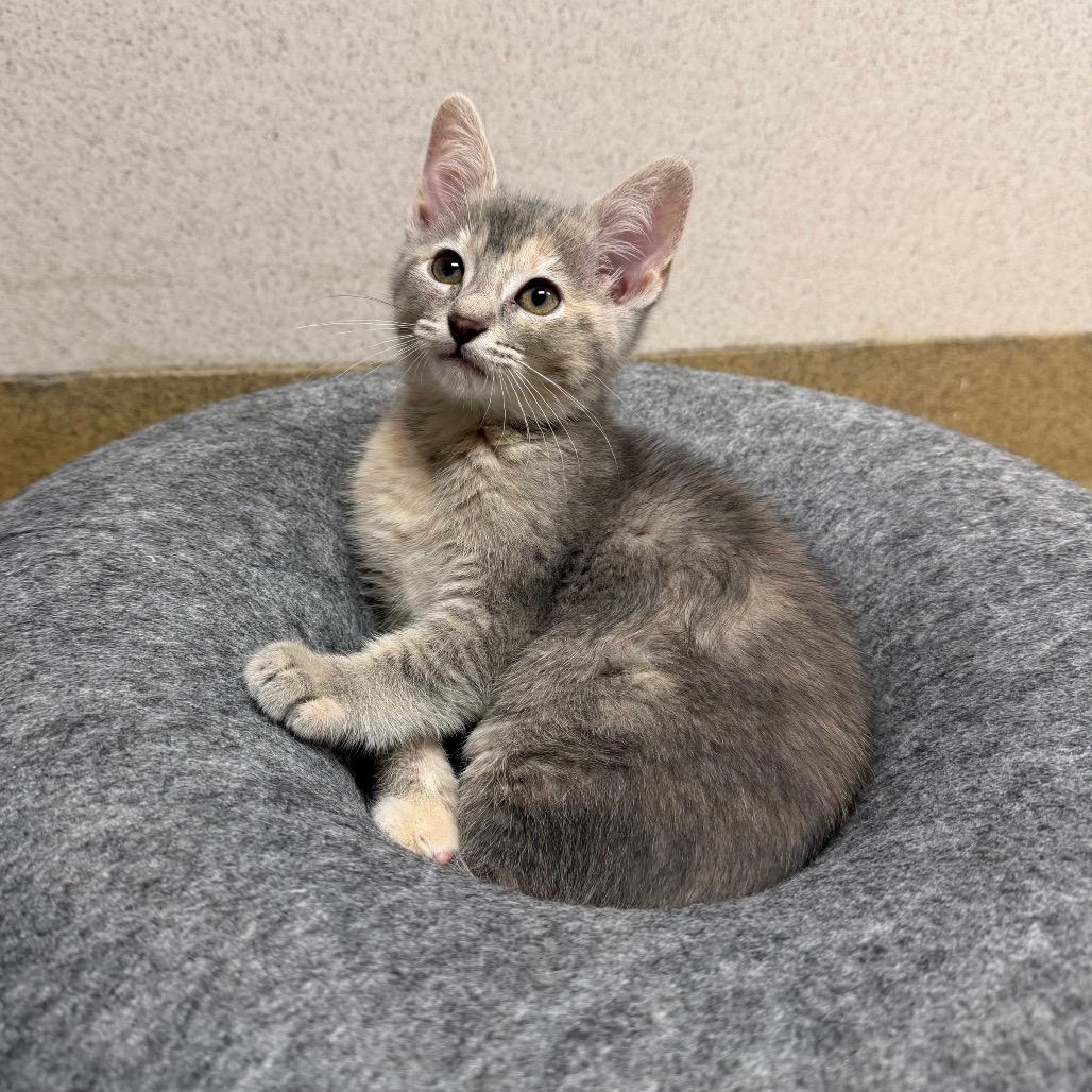 Furball