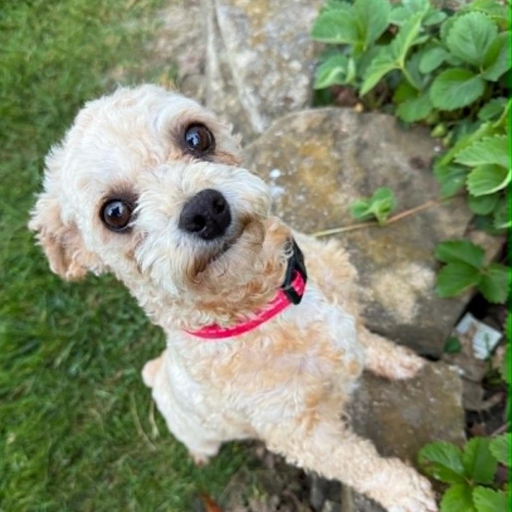 Ted
