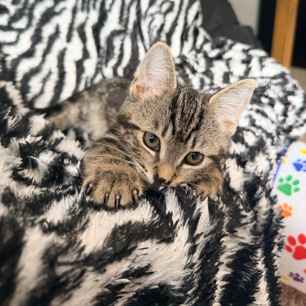 Tabitha