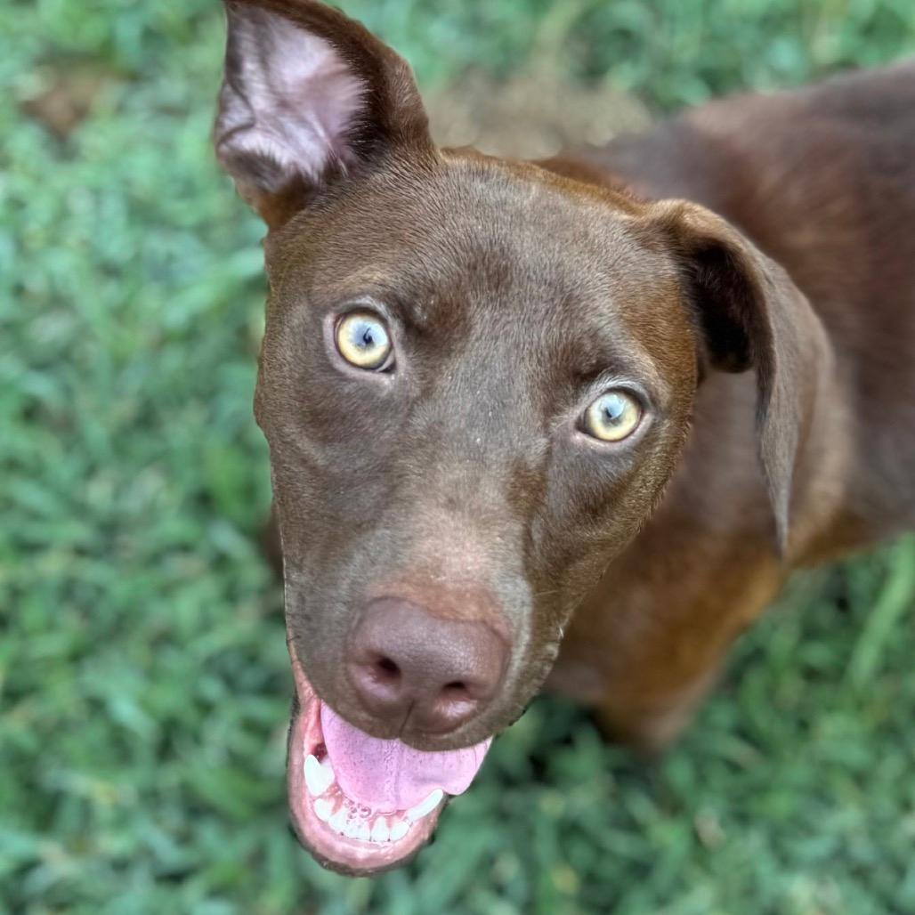 Josie
