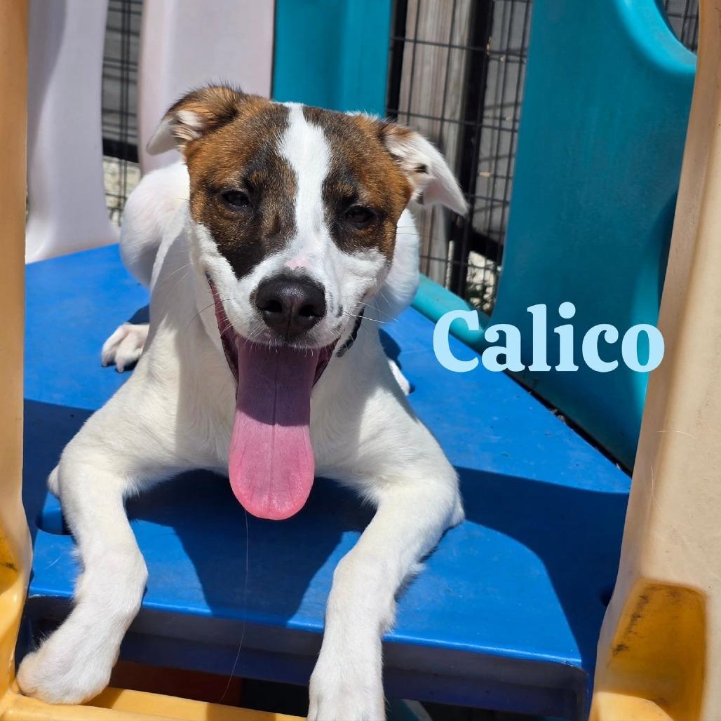 Calico