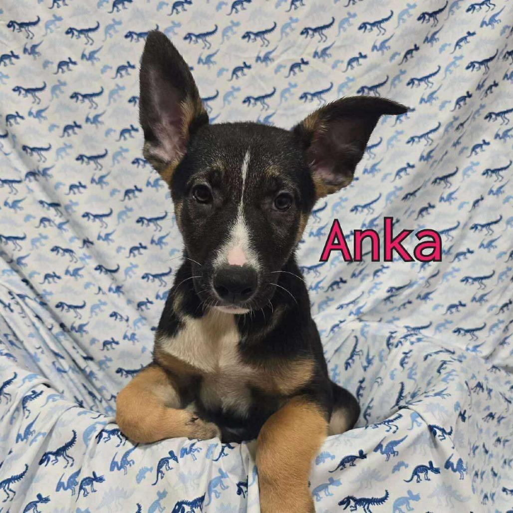 Anka