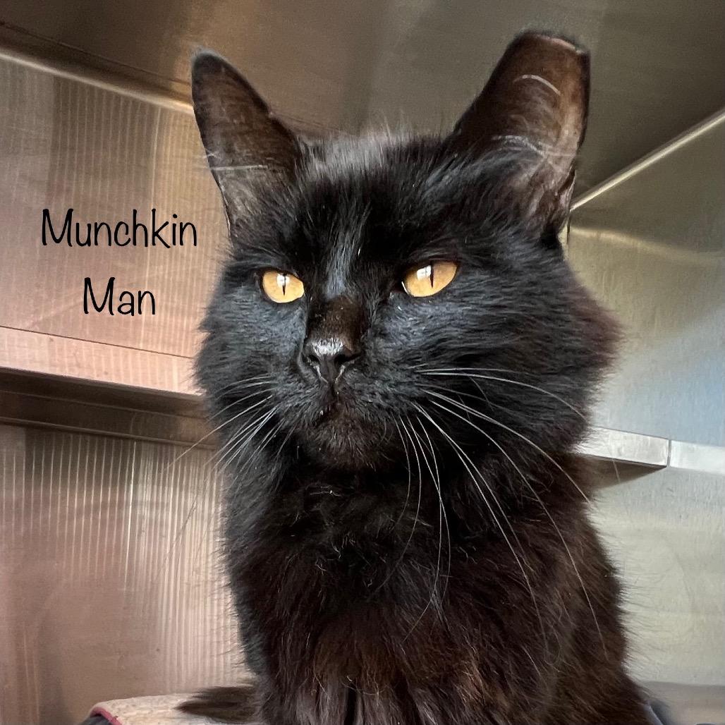 Munchkin Man