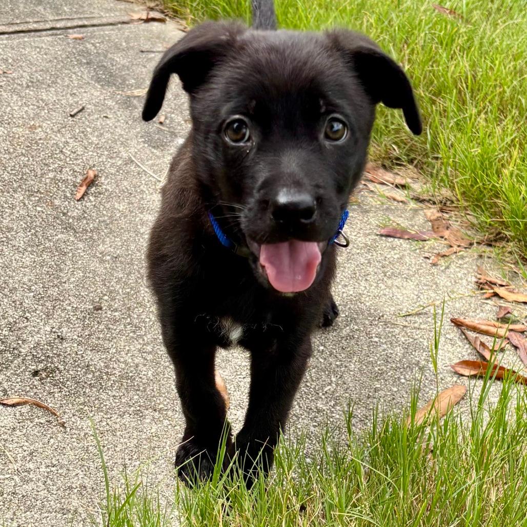 Snickerdoodle Rowan