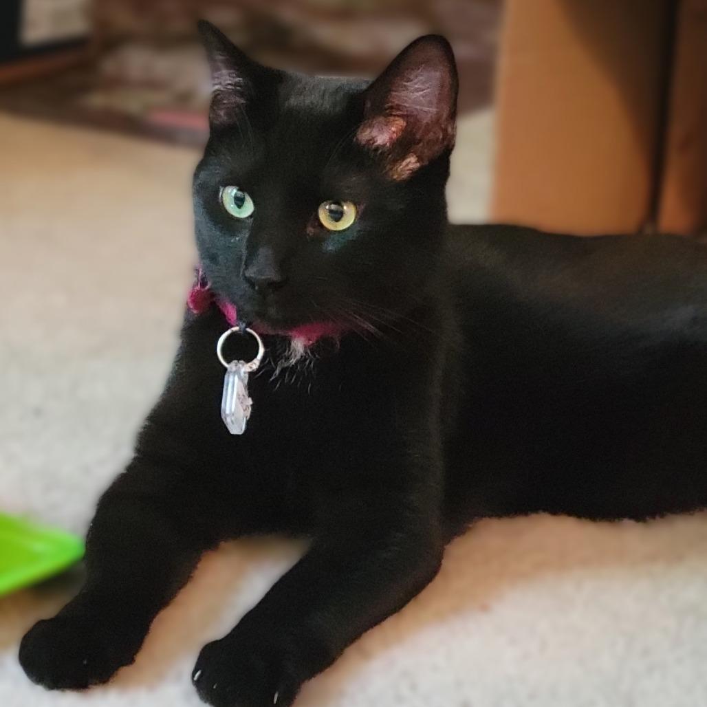Anubis