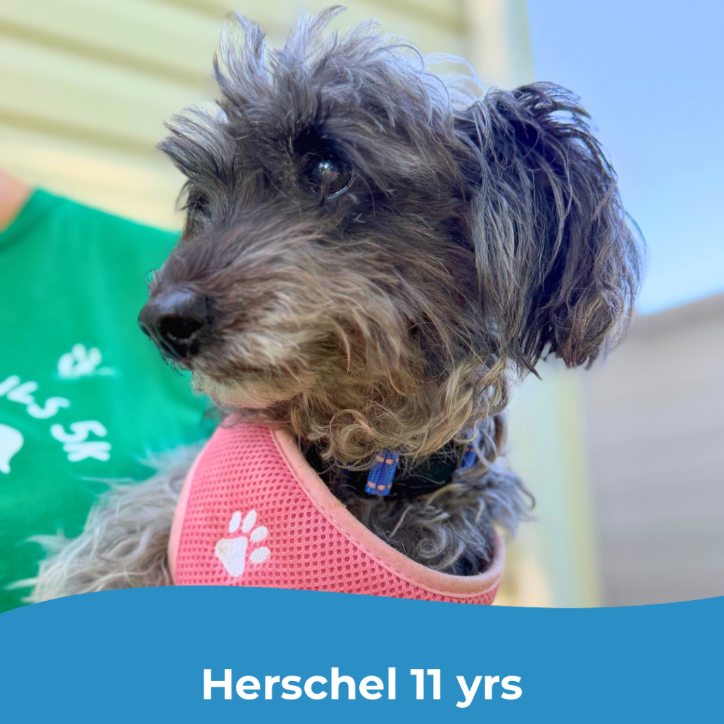 Herschel