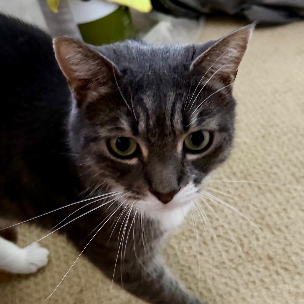 Sally (White Plains Rd 8)