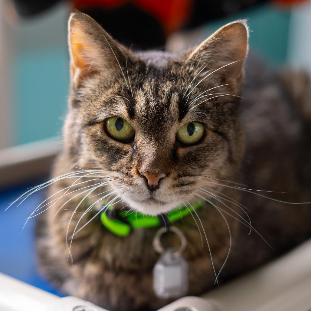 Franklin