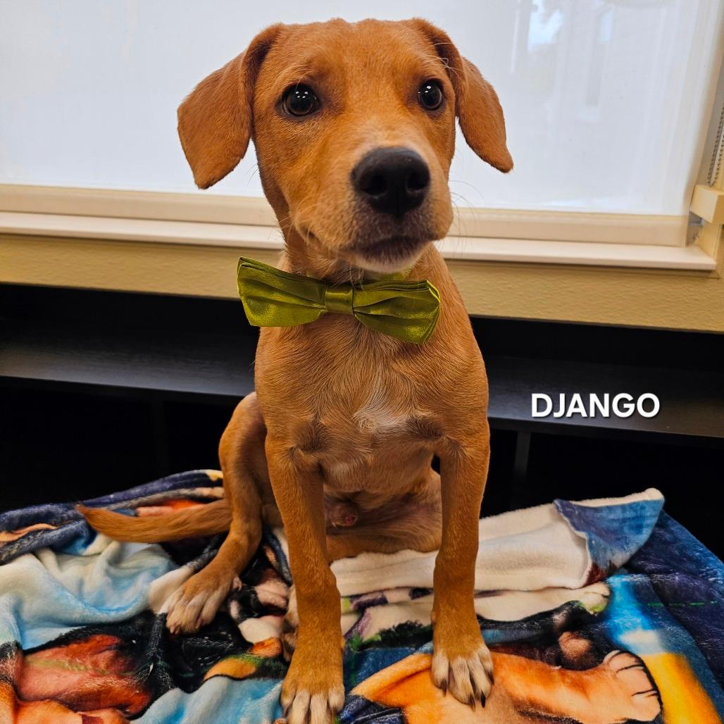 Django 