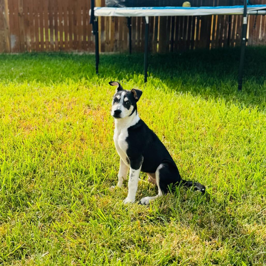 Benson 