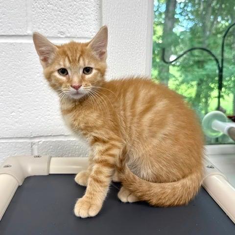 Cheddar