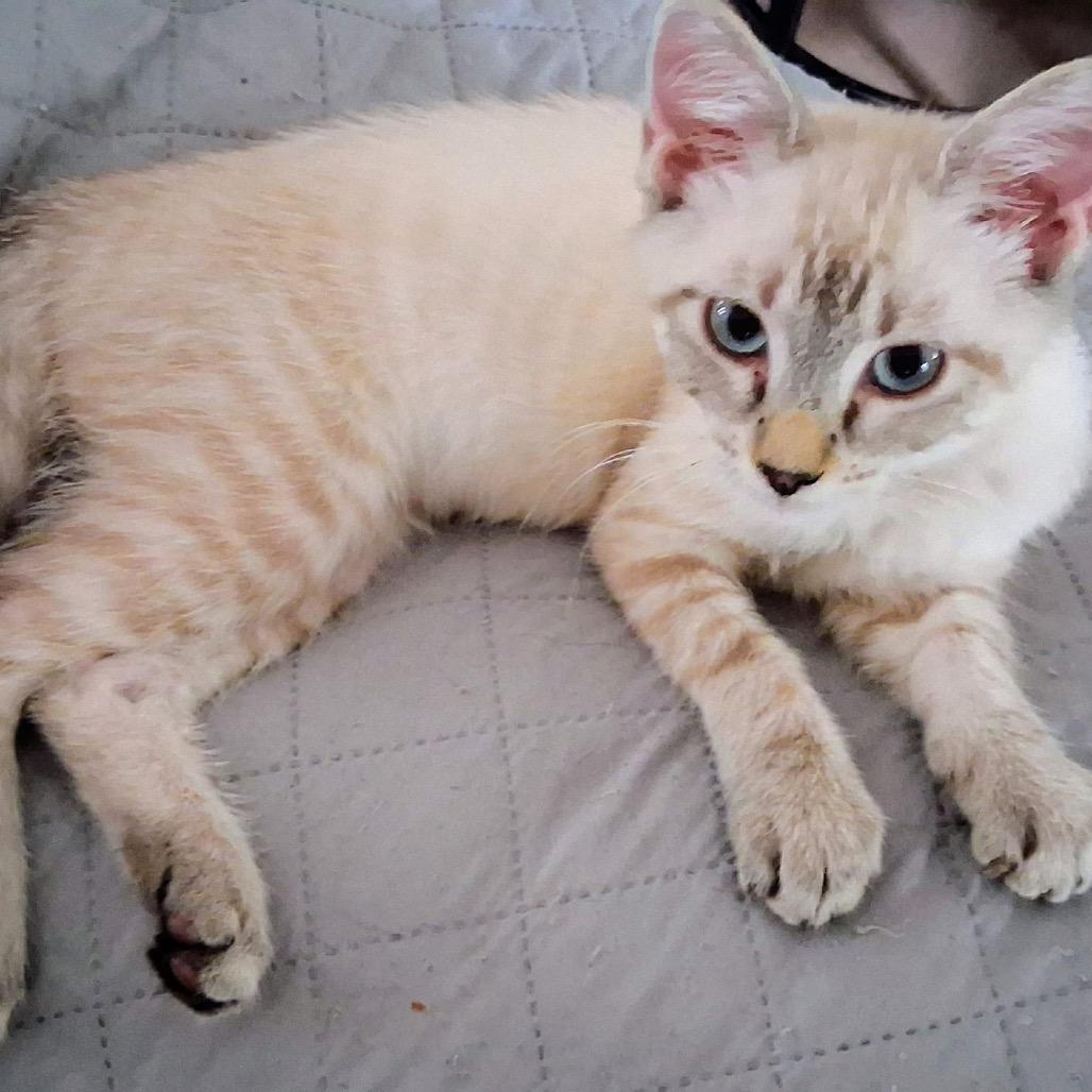 Seraphina