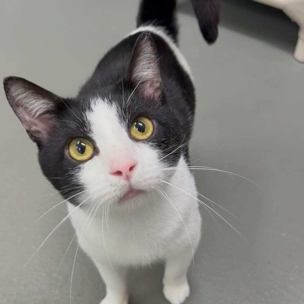 Domino