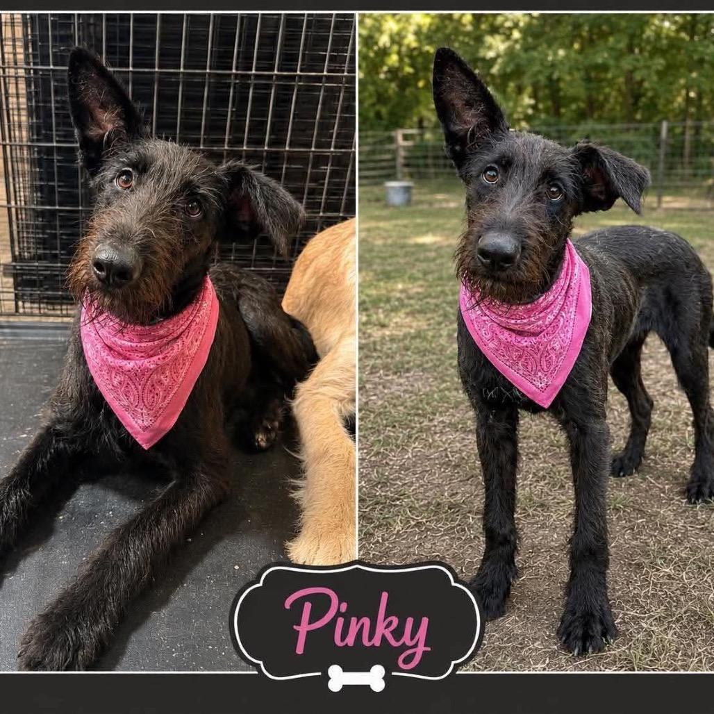 Pinky