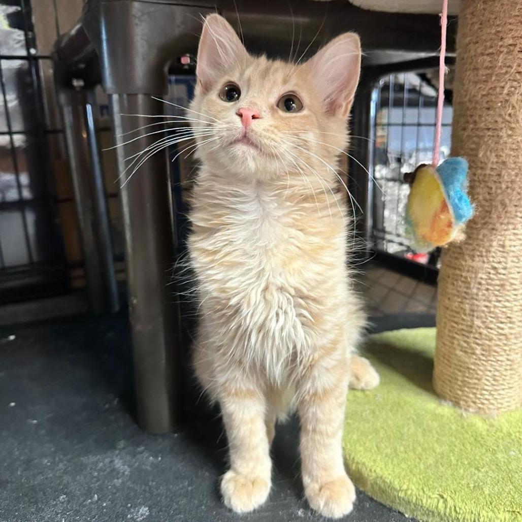 Indy