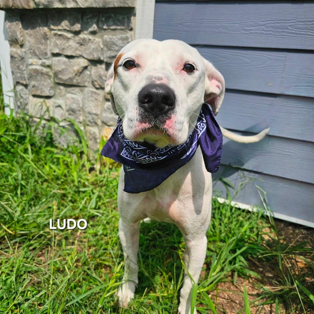 Ludo 