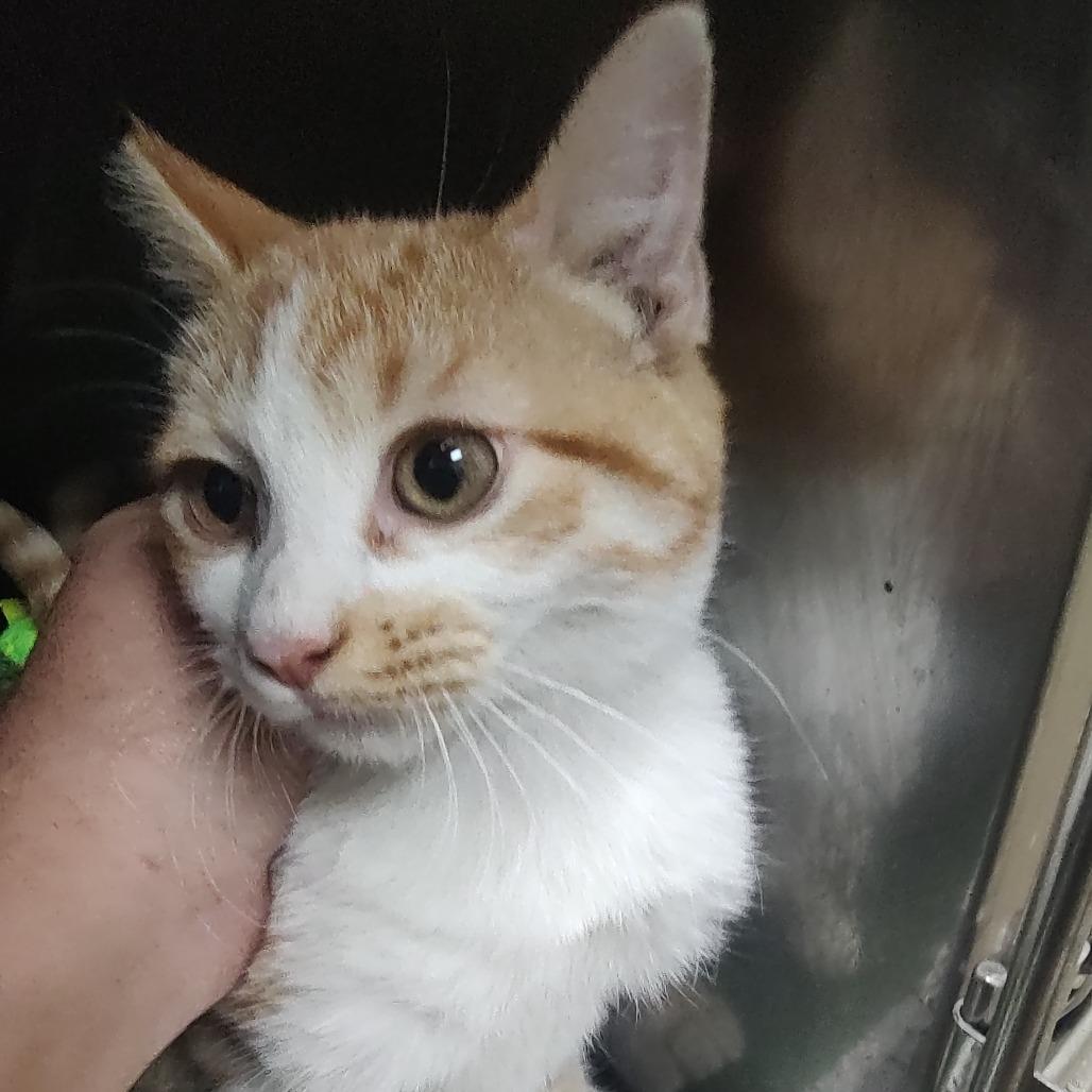 Gabriel